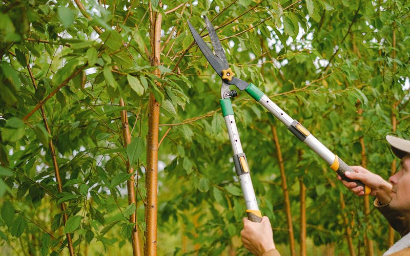 Tree trimming in Pukwana, SD