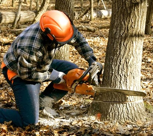 Tree Removal in Pukwana, SD